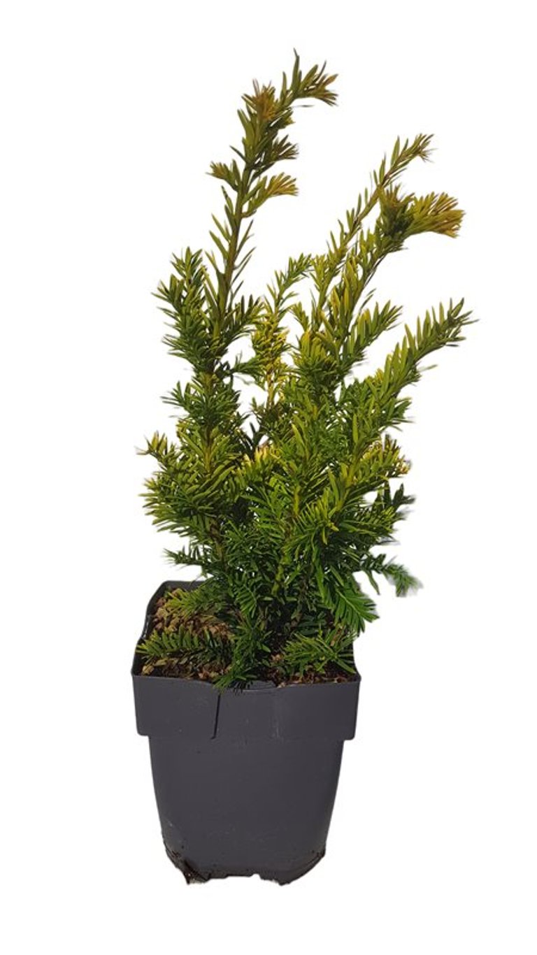 Taxus b. 'Semperaurea' - C2